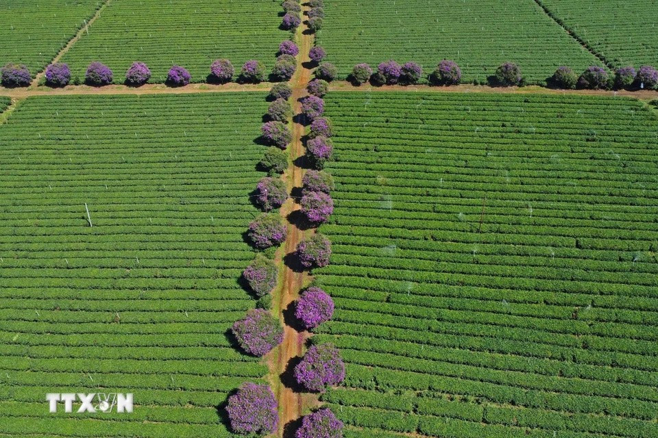 Des fleurs "mua" sont plantées le long des sentiers entre les collines de thé, créant un paysage magnifique. Photo : VNA