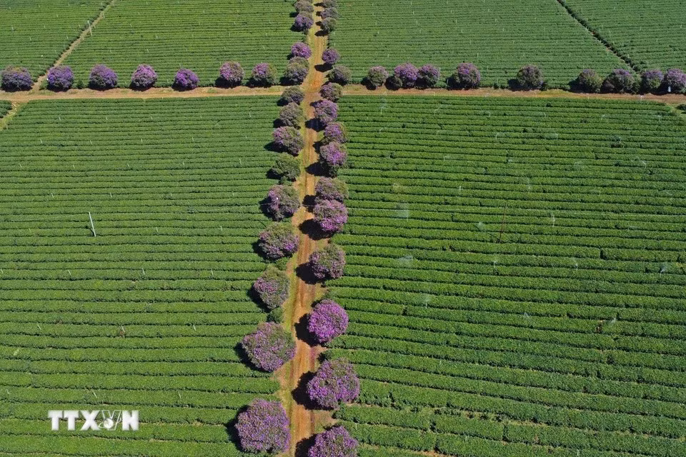 Des fleurs "mua" sont plantées le long des sentiers entre les collines de thé, créant un paysage magnifique. Photo : VNA