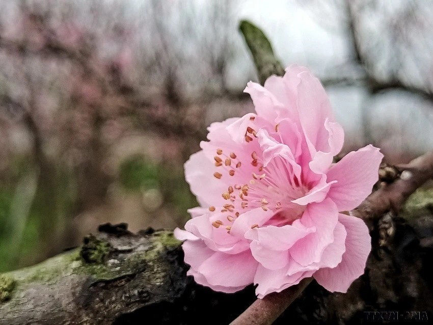 Considérées comme des messagers du printemps, également du Têt traditionnel, les fleurs de pêcher apportent un nouveau souffle vital dans la nouvelle année. Photo: VNA