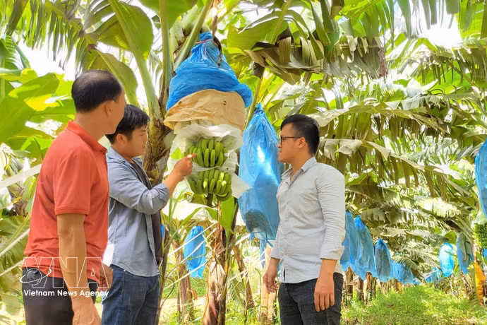 Les nouvelles technologies variétales, moteur de la montée en gamme de l’agriculture vietnamienne. Photo: VNA