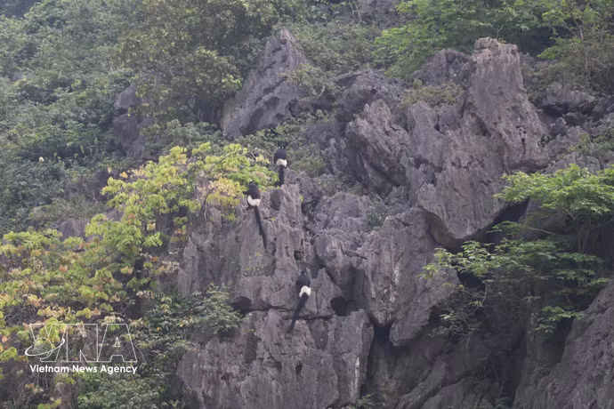 Des langurs de Delacour, espèce de primate rare et endémique du Vietnam, observés dans la Réserve naturelle des zones humides de Vân Long, province de Ninh Bình.