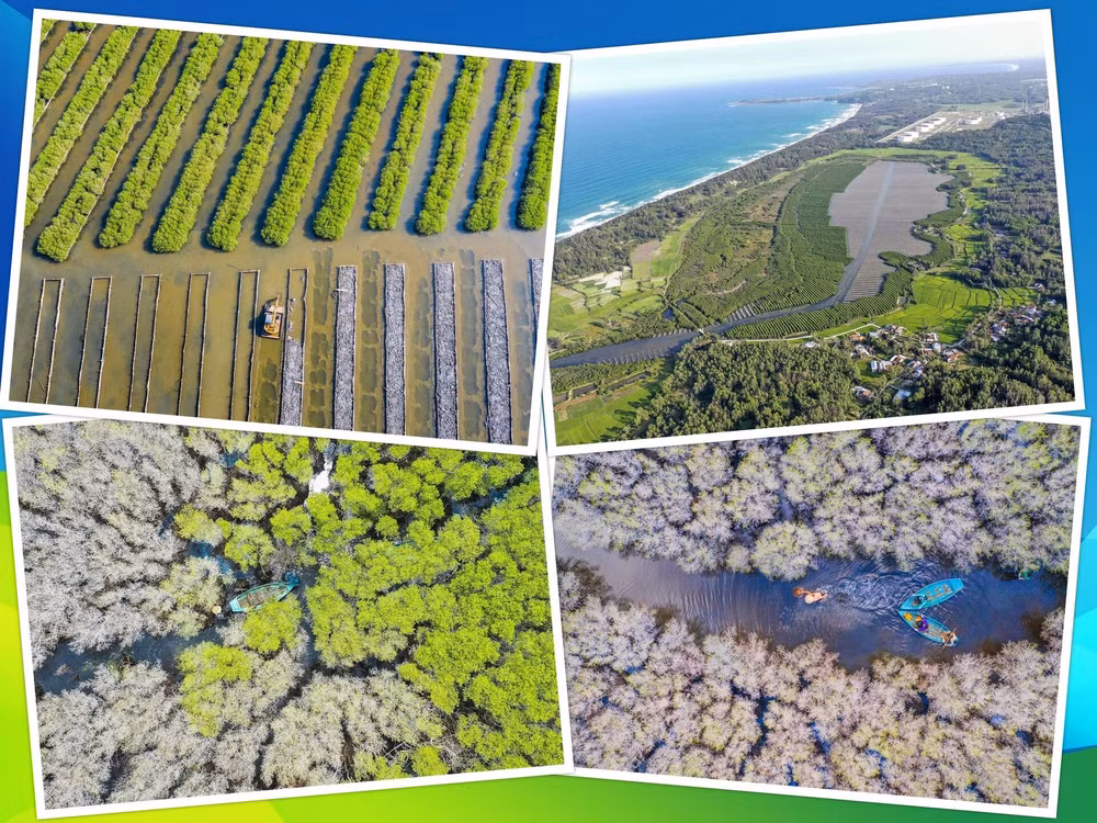 mangrove.jpg