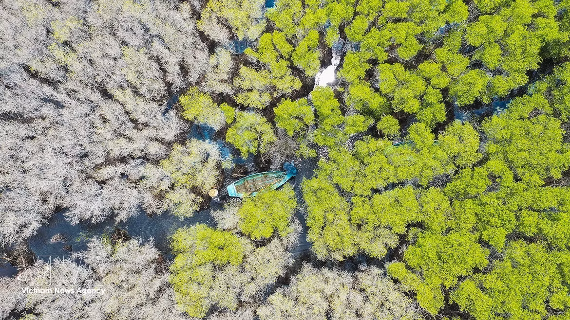 Quang Ngai : la mangrove de Bau Ca Cai, « poumon vert » sauvage et attrayant