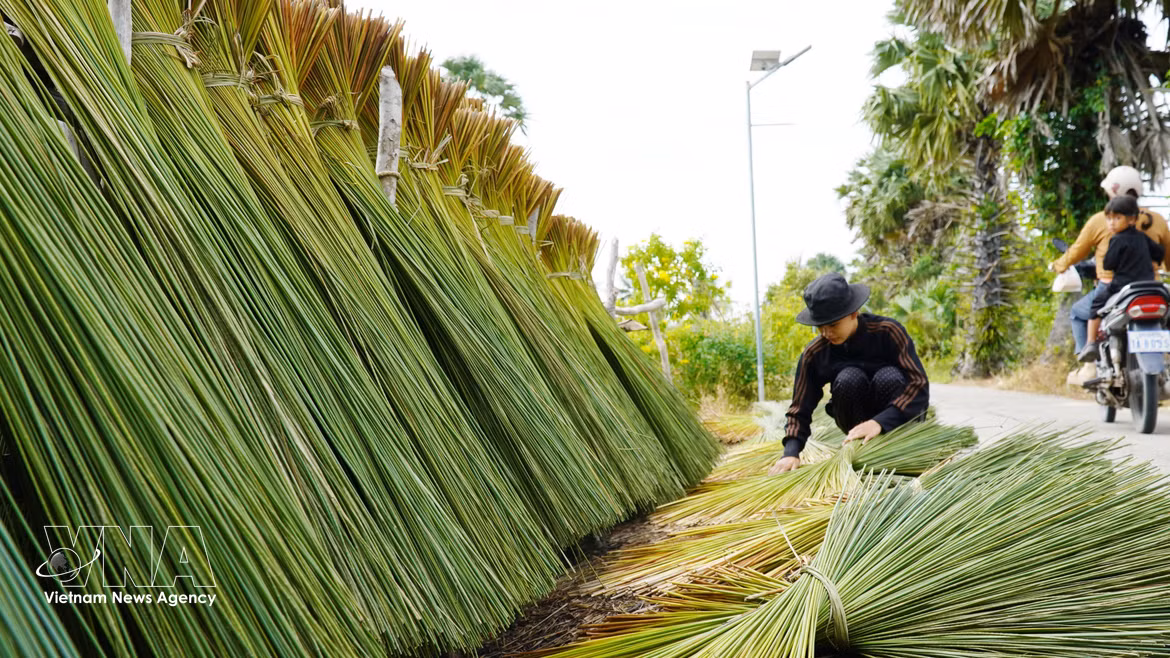 Les habitants de la zone frontalière d’An Giang valorisent le jonc gris pour fabriquer des objets d’artisanat