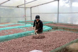 Transformation de cacao à “Bản Cacao”. Photo : VNA
