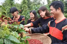 La province de Dak Lak, qui produit environ 30 % de la production totale de café du Vietnam, est réputée pour ses grains de Robusta parmi les meilleurs au monde. Photo : nhandan.vn