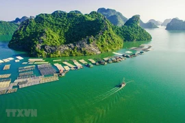 L'élevage de poissons en cage dans la baie de Gia Luan-Cat Ba crée un beau paysage attirant les touristes. Photo : VNA