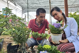 Le Hong Phuc et sa femme Vo Thi Loan, résidant dans le hameau de Tan Thien, commune de Tan Thanh Binh, province de Ben Tre, développent leur entreprise de production de pots ornementaux et de bonsaïs grâce à un crédit public. Photo : VNA 