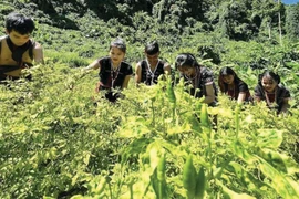 Des agriculteurs Co Tu cueillent avec soin des piments A Riêu dans leurs fermes du district de Dông Giang, à Quang Nam. Photo : CTV/CVN 