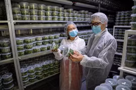 Des délégués visitent le laboratoire de sélection végétale de la société GinoSar. Photo : VNA