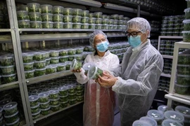 Des délégués visitent le laboratoire de sélection végétale de la société GinoSar. Photo : VNA