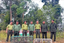 Se préparer à relâcher un groupe d'oiseaux dans leur milieu naturel. Photo : VNA
