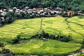 Des villages de l'ethnie Thai avec de magnifiques champs en terrasses. Photo : vietnam.vnanet.vn
