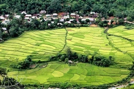 Des villages de l'ethnie Thai avec de magnifiques champs en terrasses. Photo : vietnam.vnanet.vn