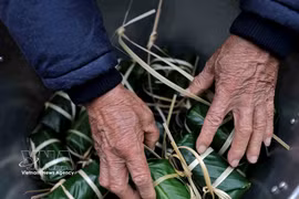 L'art ancestral de l'emballage du "bánh chưng" : un rituel du Têt vietnamien