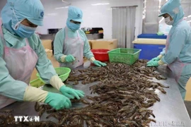 Au premier semestre 2025, les échanges Vietnam-Égypte ont atteint 266,9 millions de dollars, soit une hausse de 8 % sur un an. Photo : VNA