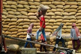 Des ouvriers transportent du riz dans un entrepôt à Jalandhar, en Inde.