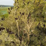 De nombreuses espèces d’oiseaux viennent s’installer et vivre au Parc national de Tram Chim. Photo: VNA