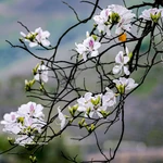 Les fleurs de bauhinia illuminent Dien Bien 
