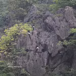 Des langurs de Delacour, espèce de primate rare et endémique du Vietnam, observés dans la Réserve naturelle des zones humides de Vân Long, province de Ninh Bình.