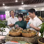 Le ginseng Ngoc Linh, un trésor national en quête d'un rayonnement international. Photo: VNA