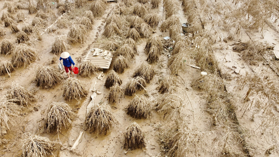 Les inondations prolongées ont entraîné des pertes significatives dans de nombreuses parcelles de pêchers du village de Phu Thuong, arrondissement de Tay Ho, à Hanoï. Photo : VNA