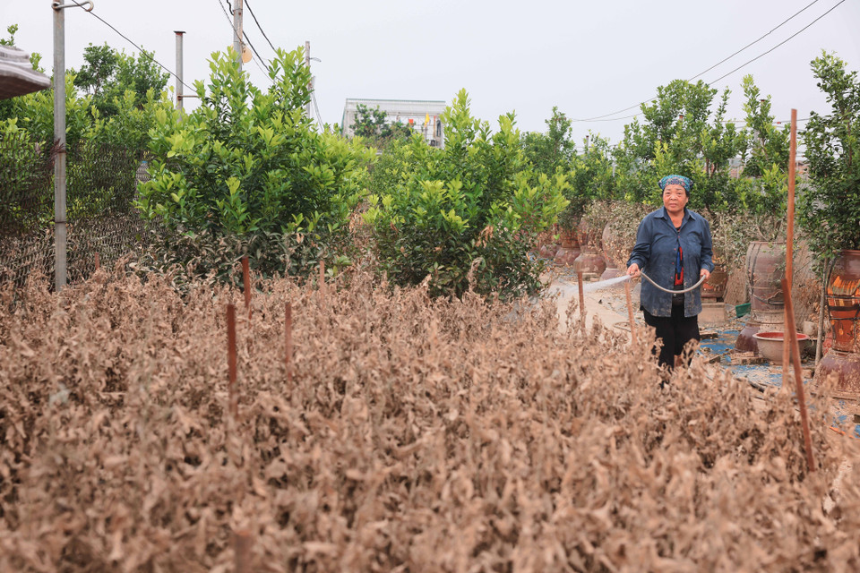 Ngo Thi Nga, résidente du village de kumquats de Tu Lien, s'efforce de nettoyer des feuilles afin de sauver les arbres. Photo : VNA