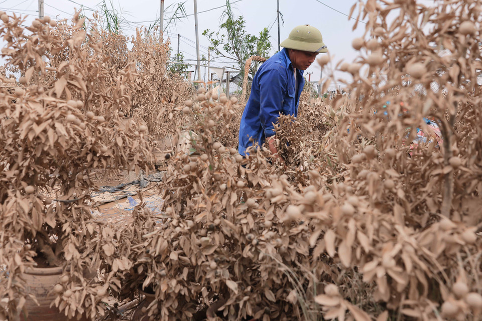 Hoang Tuan Ngoc, du village de kumquats de Tu Lien, procède à l'élimination des arbres endommagés dans son jardin. Photo : VNA