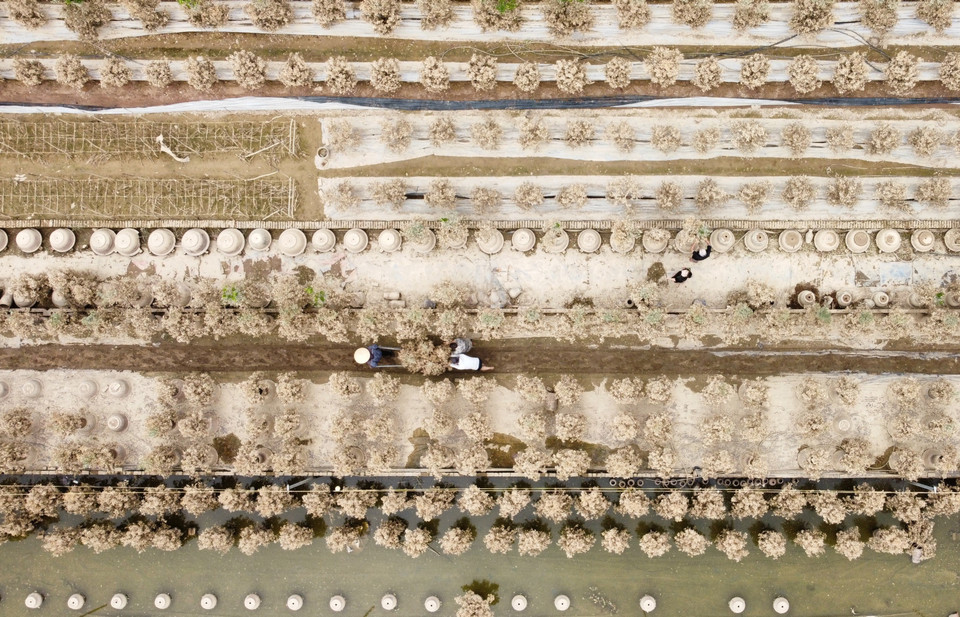 Les habitants du village de kumquats de Tu Lien enlèvent des arbres endommagés par les inondations. Photo : VNA