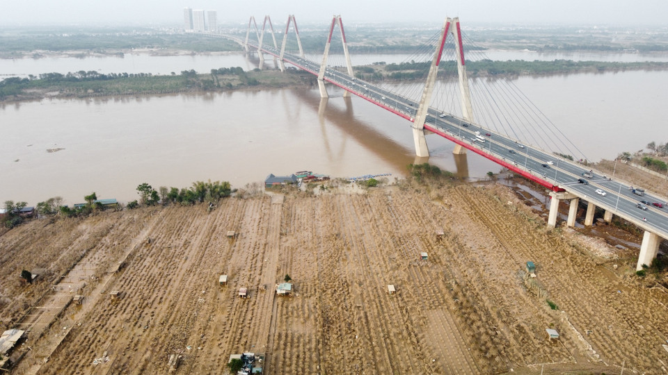 Une proportion importante des cultures de pêchers le long du fleuve Rouge dans le village de Phu Thuong, arrondissement de Tay Ho, à Hanoï, ont subi des dégâts considérables suite aux inondations. Photo : VNA