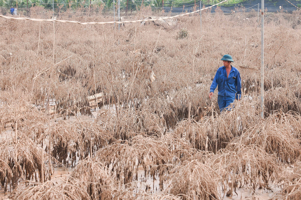 Do Van Thang, habitant du village de Phu Thuong, a perdu plus de 400 pêchers en raison des inondations, avec des dommages estimés à plus de 200 millions de dôngs. Photo : VNA