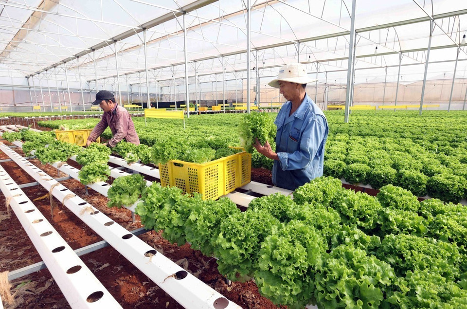 Le mouvement des agriculteurs de la province de Lâm Đồng pour la production et le commerce efficaces, favorisant l'entraide pour s'enrichir et réduire la pauvreté de manière durable, a connu de nombreux changements positifs.
