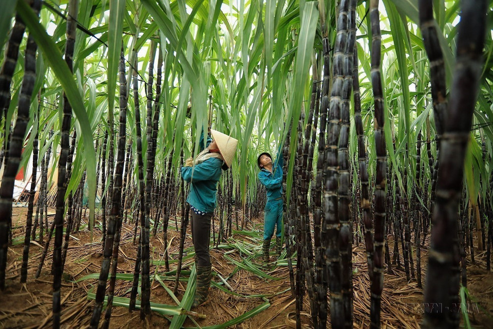 Des agriculteurs du district de Cao Phong, province de Hoa Binh, récoltent de la canne à sucre au cours de la campagne agricole 2023-2024. Photo: Trong Dat/VNA.