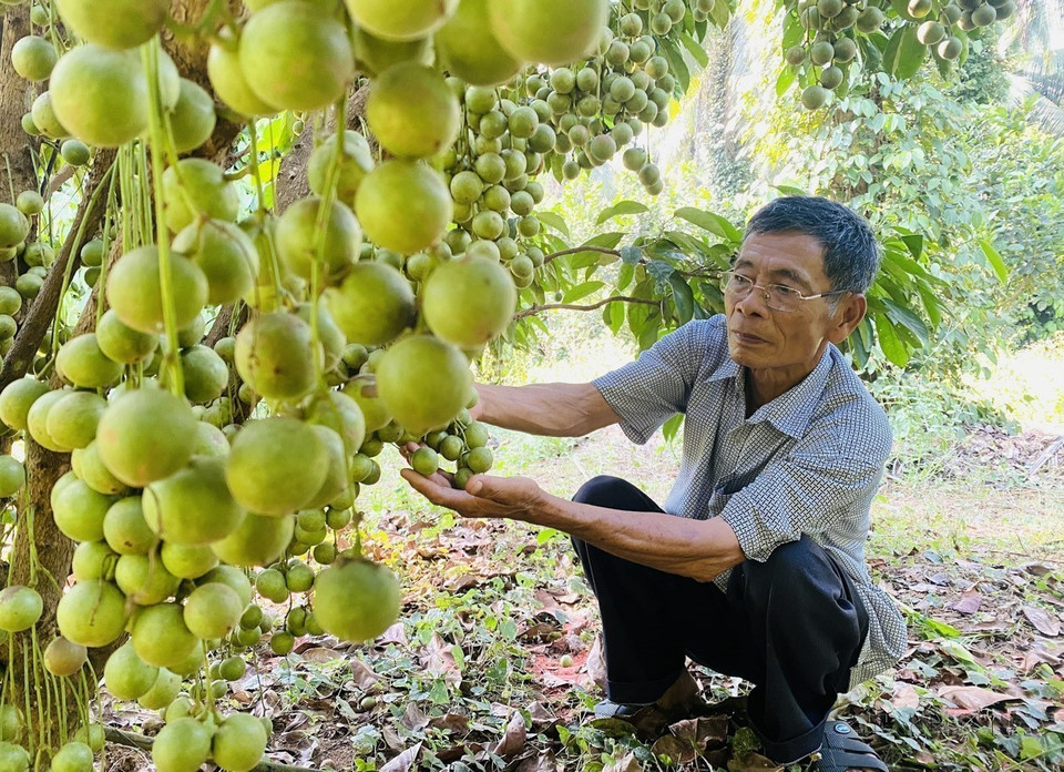 Dang Van Cap (73 ans, commune An Tuong Dong, district de Hoai An, province de Binh Dinh) est devenu un agriculteur milliardaire grâce à la culture d'arbres fruitiers en intercalaire sur une superficie de 12 hectares. Photo: Le Phuoc Ngoc/VNA