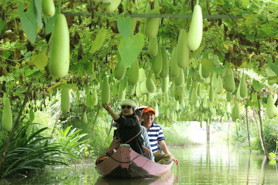Des touristes font une excursion en bateau pour visiter la zone de culture de gourdes de la zone touristique de Tran Ba Chuot, district de Lai Vung.