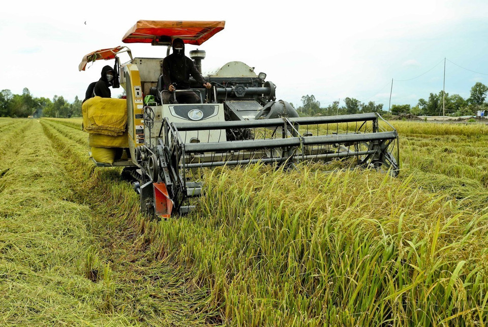 Les agriculteurs de la province de Hau Giang mettent en œuvre le "Modèle de culture du riz intelligent" pour la récolte de riz été-automne 2024, ce qui permet d'obtenir des rendements supérieurs à ceux de la culture traditionnelle. Photo: Duy Khuong/VNA