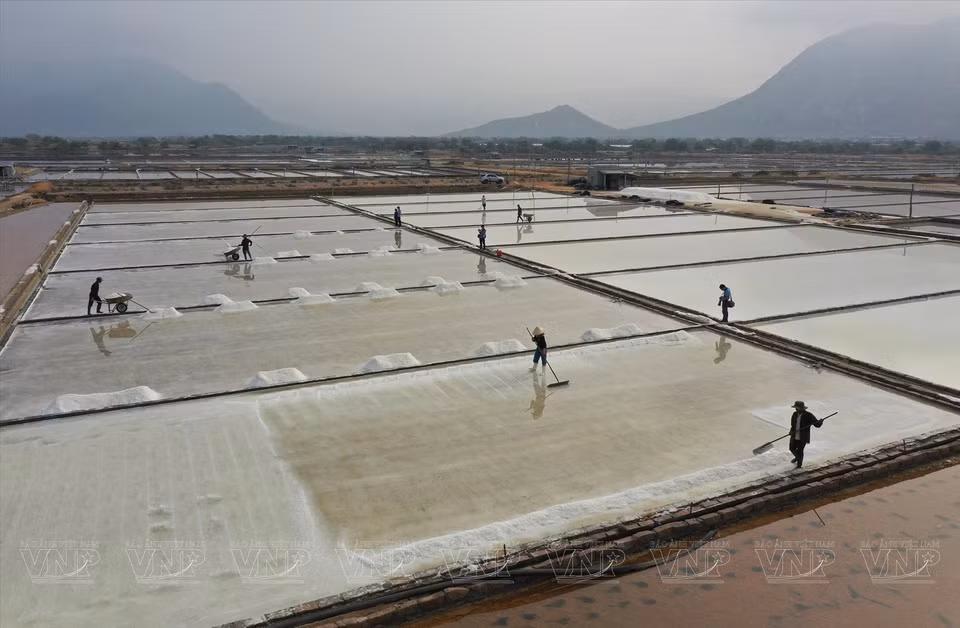 Les producteurs de sel s'activent dans les champs de sel de Tri Hai, dans la province de Ninh Thuan. Photo : VI