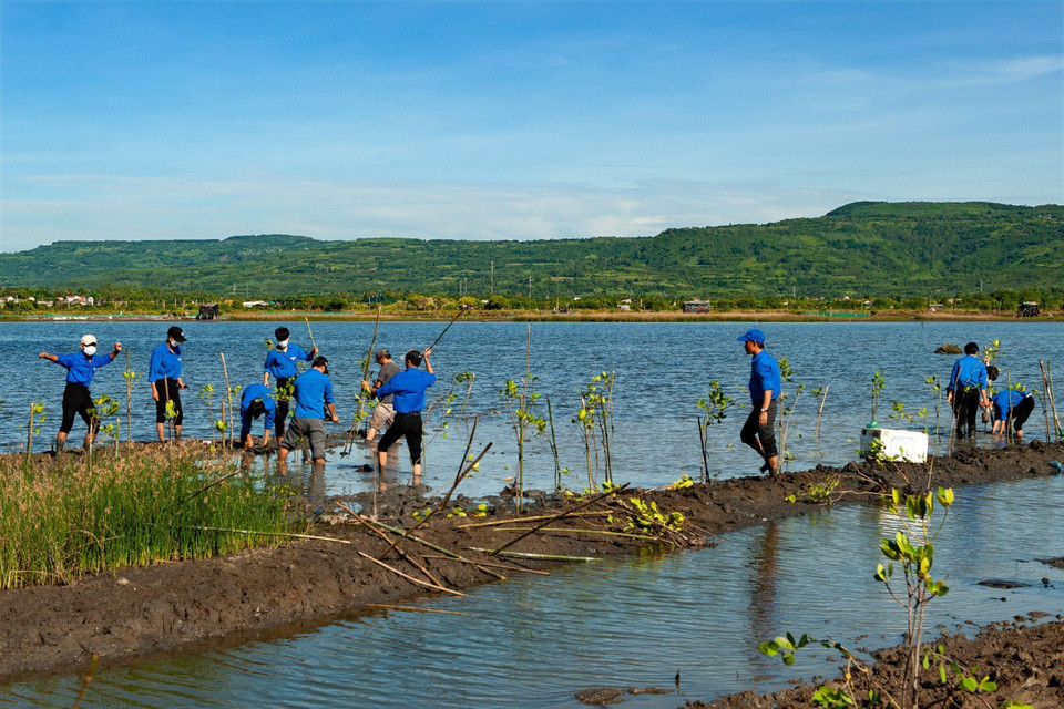 Des jeunes de la province de Phu Yen reverdissent la lagune d’O Loan. Photo : VNA