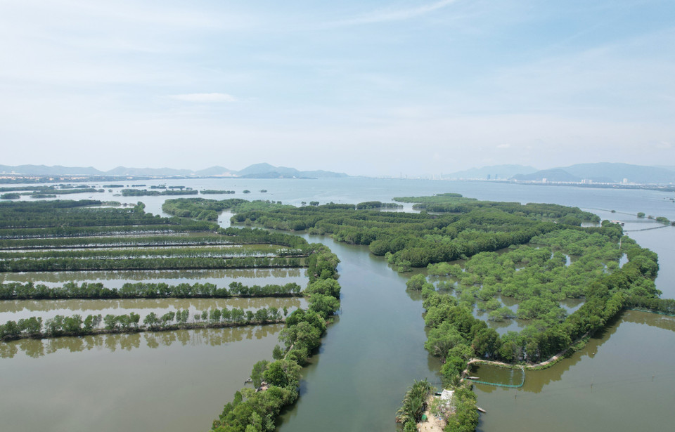 La mangrove Con Chim à Binh Dinh. Photo : VNA