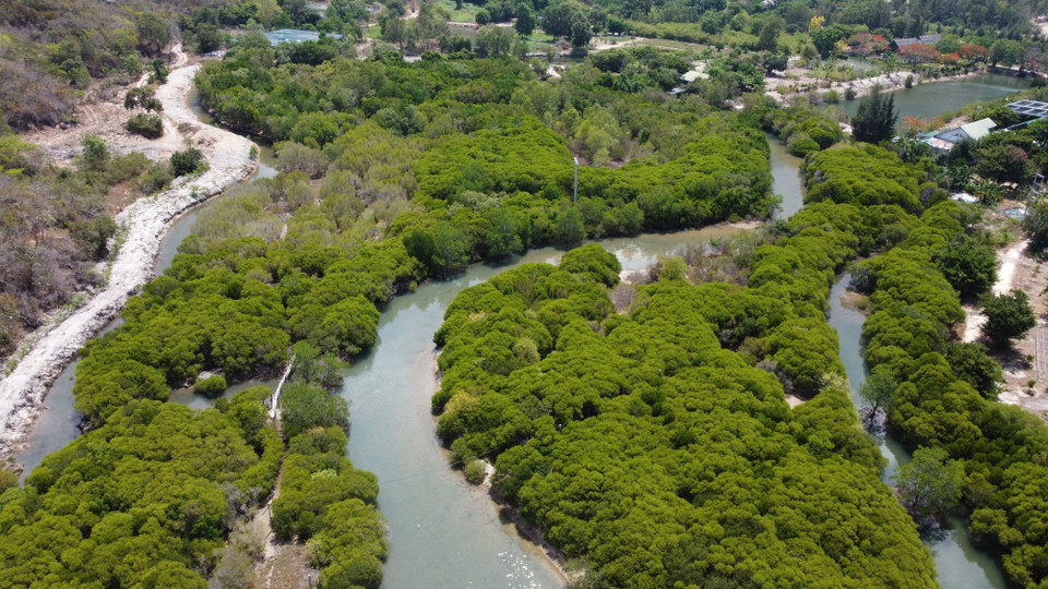 Les mangroves de l'île Hoa Lan, commune de Ninh Phu, chef-lieu de Ninh Hoa, province de Khanh Hoa, sont préservées, créant un écosystème diversifié. Photo : VNA