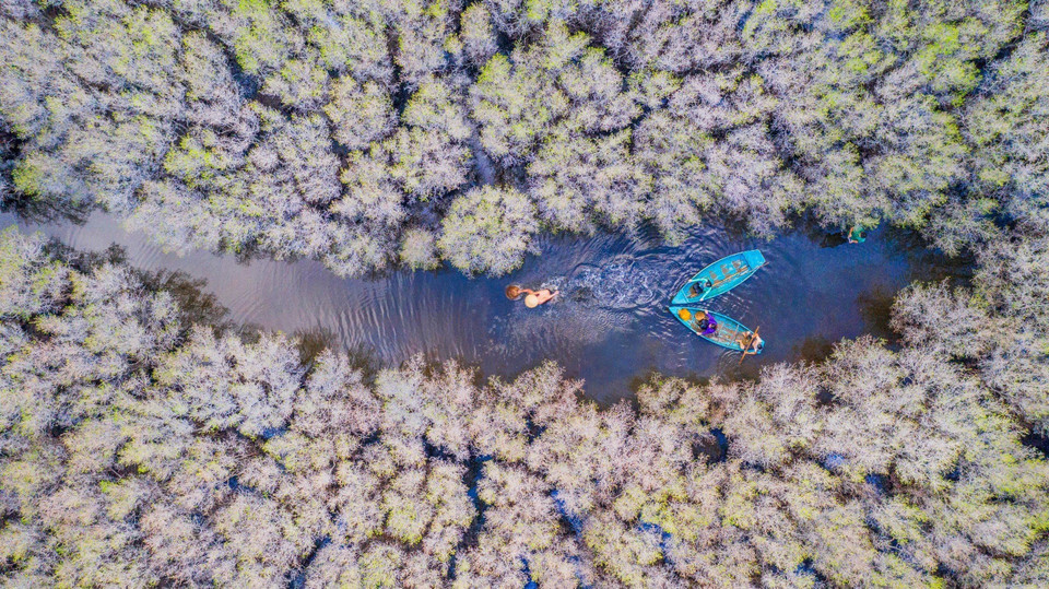 La mangrove de Bau Ca Cai est devenue une destination d'écotourisme très prisée à Quang Ngai. Photo : VNA