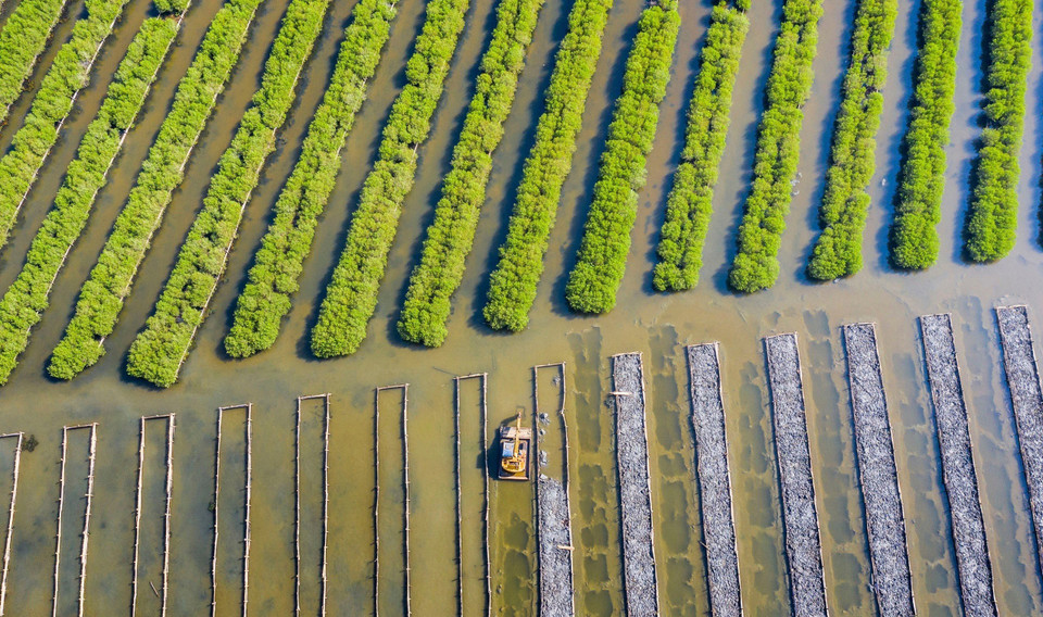 La mangrove de Bau Ca Cai a été restaurée en 2015. Photo : VNA