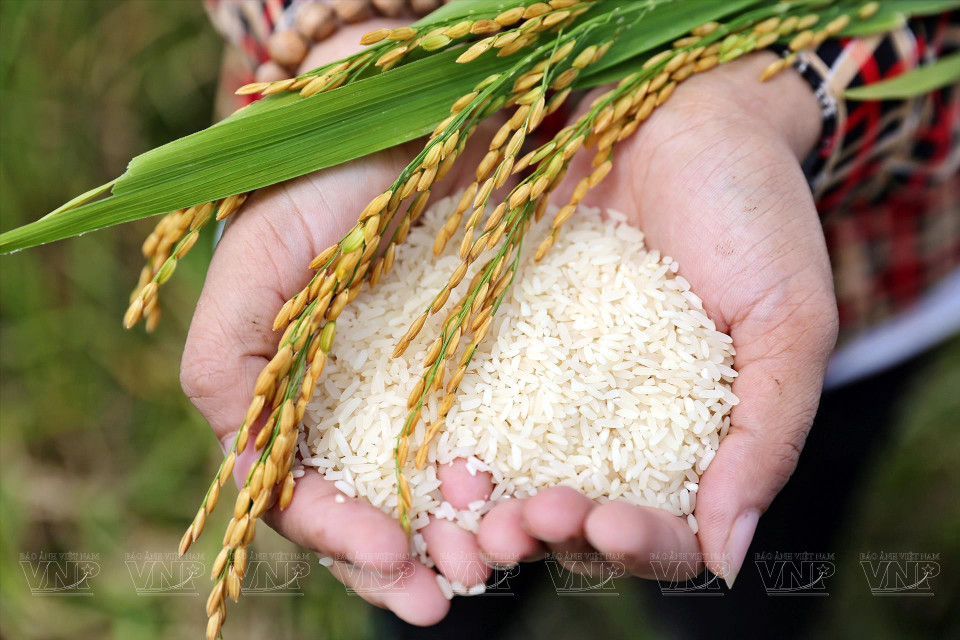 Depuis 2016, la commune de Tam Hung collabore avec le centre de promotion du commerce de Hanoï pour établir un modèle de production rizicole aux normes Vietgap. Ce projet, dédié au riz parfumé Boi Khe, s'étend sur une superficie de 25 hectares et atteint un rendement de 11 à 12 tonnes par hectare et par an. Photo: VI