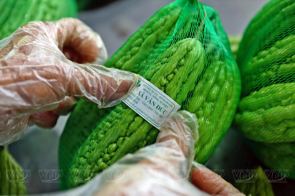 Des margoses de la coopérarion maraîchère de Van Duc. Photo: VI
