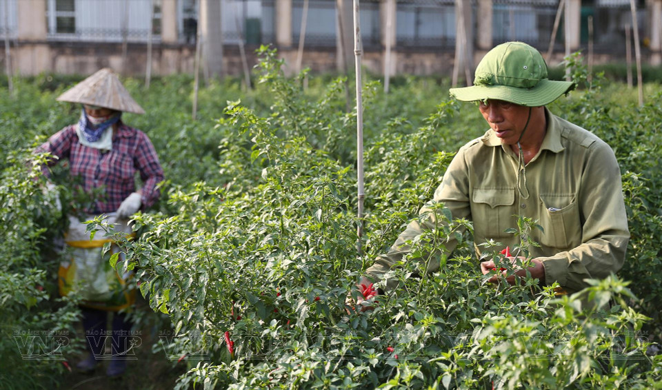 Récolte de piments répondant aux normes de sécurité sanitaire à la coopérative Van Duc. Photo: VI