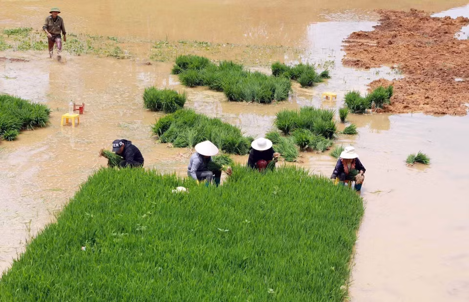 Les paysans préparent le repiquage....Photo : Quy Trung/VNA