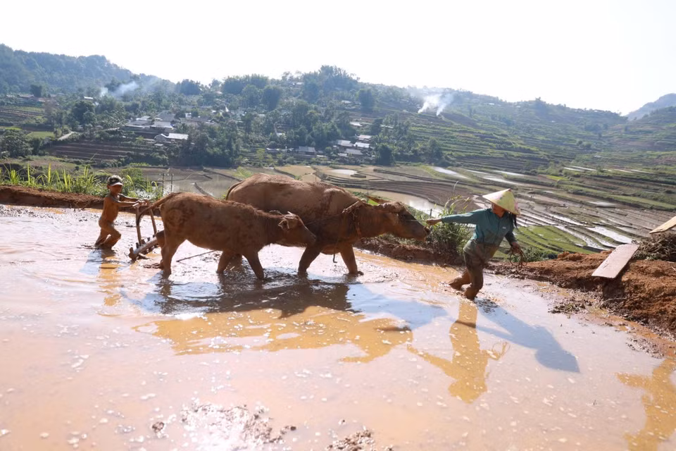 Pour les paysans, à chacun sa mission : labourer... Photo : Quy Trung/VNA