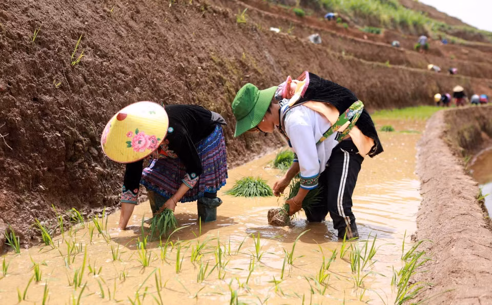 ...préparer les jeunes plants. Photo : Quy Trung/VNA