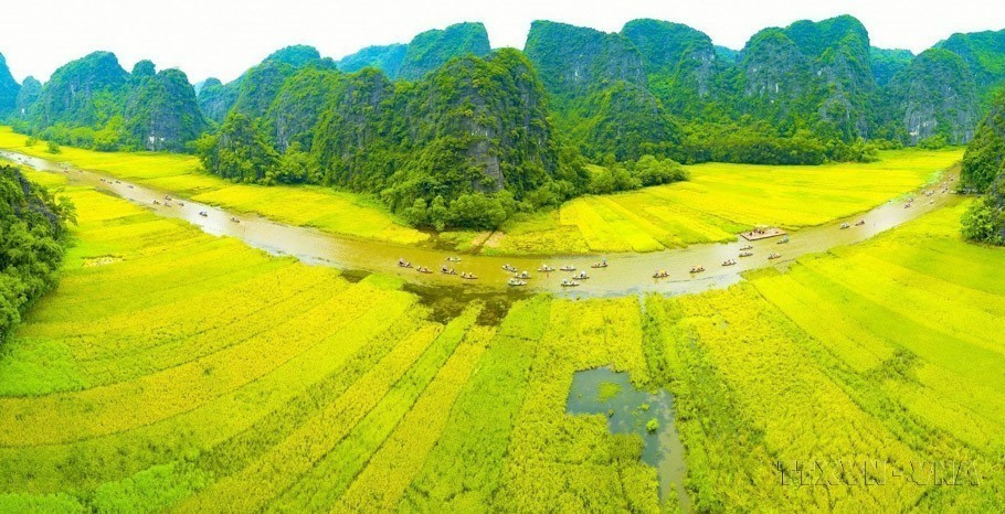 Tam Coc est magnifique toute l'année, mais encore plus merveilleux fin mai, quand les rizières mûres d'un beau jaune doré s'étendent le long de la rivière Ngo Dong. La rivière ressemble alors à un ruban de soie sur un tapis de riz jaune, serpentant autour des montagnes. Un spectacle de la nature qui attire de nombreux visiteurs vietnamiens comme étrangers. Photo : Minh Duc/VNA