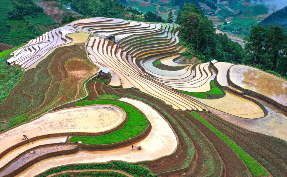 De mai à juin, les champs en terrasses de Mu Cang Chai ressemblent à de magnifiques peintures. Photo : VNA